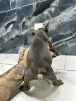 LACY, a female French Bulldog for sale in Houston, TX – 4 of 6