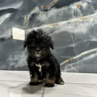 dior, a female Poodle - Miniature  for sale in Houston, TX – Photo 5 of 10