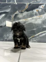 dior, a female Poodle - Miniature  for sale in Houston, TX – Photo 5 of 10