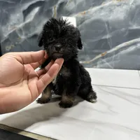 dior, a female Poodle - Miniature  for sale in Houston, TX – Photo 8 of 10