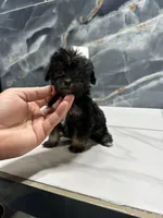 dior, a female Poodle - Miniature  for sale in Houston, TX – Photo 8 of 10