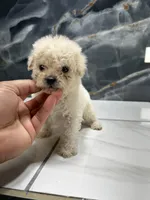 star, a female Poodle - Miniature  for sale in Houston, TX – Photo 7 of 7