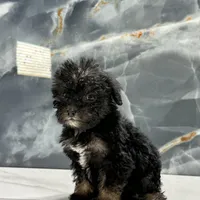 dior, a female Poodle - Miniature  for sale in Houston, TX – Photo 1 of 10