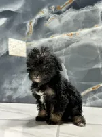 dior, a female Poodle - Miniature  for sale in Houston, TX – Photo 1 of 10