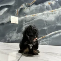 dior, a female Poodle - Miniature  for sale in Houston, TX – Photo 3 of 10