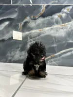 dior, a female Poodle - Miniature  for sale in Houston, TX – Photo 3 of 10