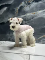 Snow, a female Miniature Schnauzer for sale in Houston, TX – 2 of 3