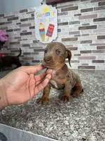Cooper, a male Miniature Dachshund for sale in Houston, TX – 8 of 9