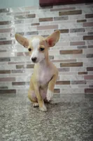 Nina, a female Chihuahua for sale in Houston, TX – 4 of 5