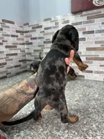 Roxy, a female Miniature Dachshund for sale in Houston, TX – 2 of 2