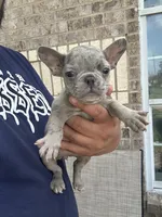 mandi, a female French Bulldog for sale in Houston, TX – 3 of 3