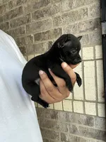 Mary, a female Chihuahua for sale in Houston, TX – 4 of 5