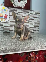 Rolly, a male French Bulldog for sale in Houston, TX – 3 of 4