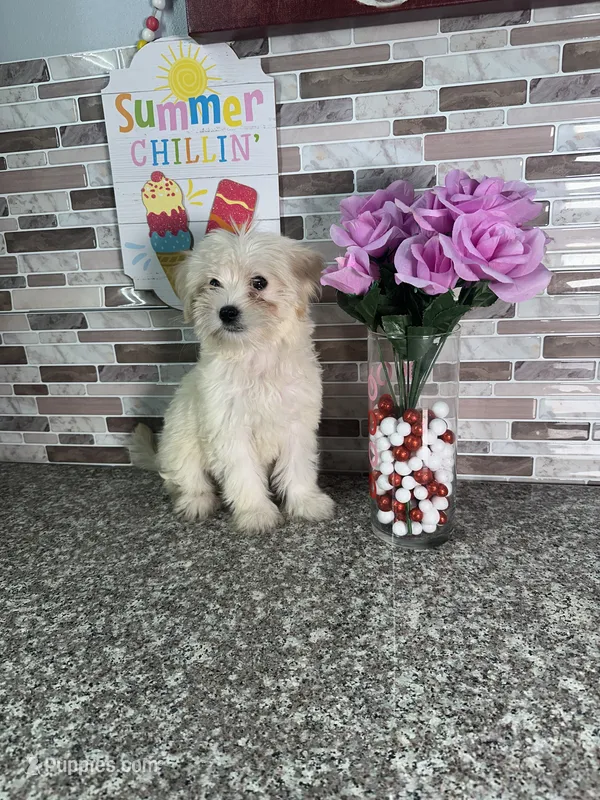 snowy – Maltipoo puppy for sale in Houston, TX