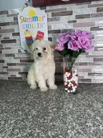 snowy, a female Maltipoo for sale in Houston, TX – 1 of 3