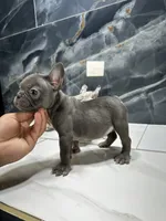 LACY, a female French Bulldog for sale in Houston, TX – 5 of 6