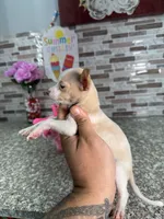 Lena, a female Chihuahua for sale in Houston, TX – 3 of 4