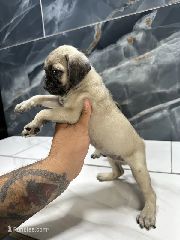 tom – Pug puppy for sale in Houston, TX