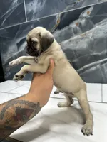 tom, a male Pug for sale in Houston, TX – 1 of 3