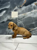 Misty, a female Miniature Dachshund for sale in Houston, TX – 4 of 7