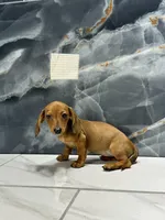 Misty, a female Miniature Dachshund for sale in Houston, TX – 6 of 7
