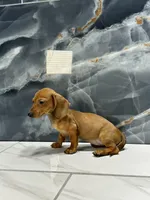 Misty, a female Miniature Dachshund for sale in Houston, TX – 5 of 7