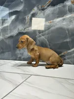 Misty, a female Miniature Dachshund for sale in Houston, TX – 2 of 7
