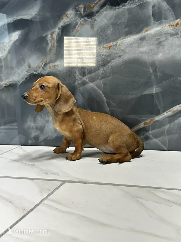 Misty – Miniature Dachshund puppy for sale in Houston, TX