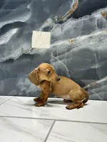 Misty, a female Miniature Dachshund for sale in Houston, TX – 3 of 7