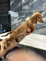 Misty, a female Miniature Dachshund for sale in Houston, TX – 7 of 7