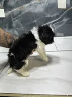 Mikey, a male Shih Tzu for sale in Houston, TX – 4 of 5