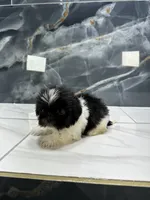 Mikey, a male Shih Tzu for sale in Houston, TX – 5 of 5