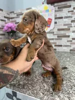 Cooper, a male Miniature Dachshund for sale in Houston, TX – 5 of 9
