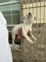 Athena, a female Bull Terrier for sale in Houston, TX – 3 of 3
