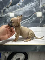 Pepe, a male Chihuahua for sale in Houston, TX – Photo 7 of 9