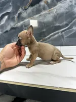 Pepe, a male Chihuahua for sale in Houston, TX – Photo 9 of 9