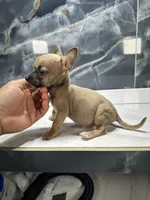 Pepe, a male Chihuahua for sale in Houston, TX – Photo 6 of 9