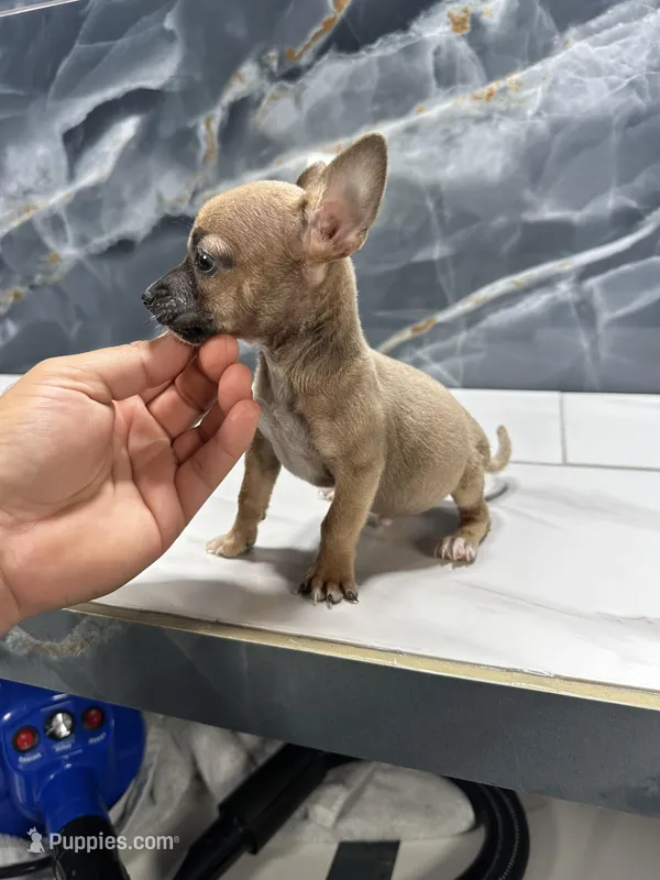 Pepe – Chihuahua puppy for sale in Houston, TX