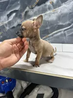 Pepe, a male Chihuahua for sale in Houston, TX – Photo 1 of 9