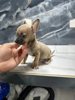 Pepe, a male Chihuahua for sale in Houston, TX – Photo 2 of 9