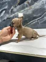 Pepe, a male Chihuahua for sale in Houston, TX – Photo 8 of 9