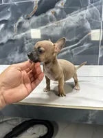 Pepe, a male Chihuahua for sale in Houston, TX – Photo 4 of 9