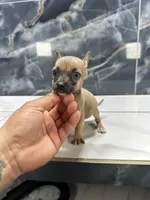 Pepe, a male Chihuahua for sale in Houston, TX – Photo 5 of 9