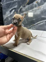 Pepe, a male Chihuahua for sale in Houston, TX – Photo 3 of 9