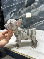 Diamond, a female French Bulldog for sale in Houston, TX – 3 of 6