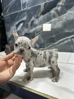 Diamond, a female French Bulldog for sale in Houston, TX – 2 of 6