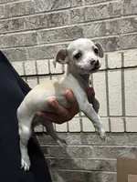 Mikey, a male Chihuahua for sale in Houston, TX – 1 of 3