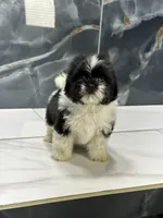 tamara, a female Shih Tzu for sale in Houston, TX – 5 of 5