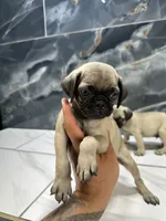 Miley, a female Pug for sale in Houston, TX – 2 of 3