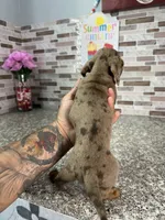 Cooper, a male Miniature Dachshund for sale in Houston, TX – 7 of 9